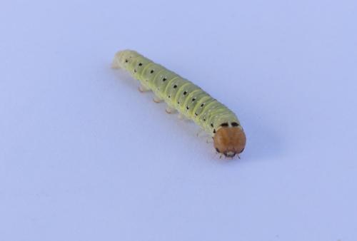 Achlya flavicornis